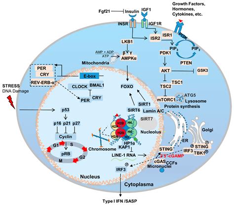 New Insights into the Genetics and Epigenetics of Aging Plasticity