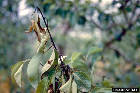 fire blight (Erwinia amylovora ) on common pear (Pyrus communis ) - 0656041