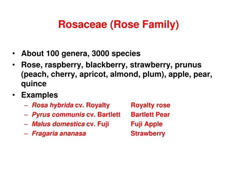 PPT - Nomenclature Scientific Plant Classification PowerPoint Presentation - ID:1264936