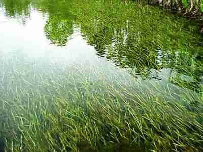 Pond Plants to Control Algae & Balance Your Water Garden