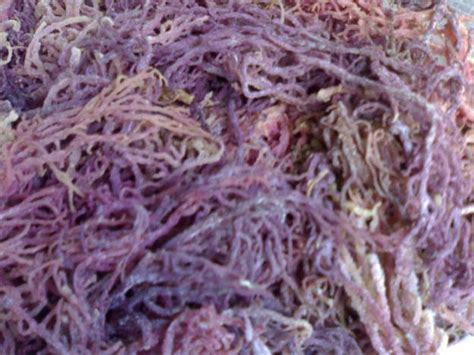 Eucheuma Cottonii Seaweed Manufacturer in Tamil Nadu India by Makesh ...