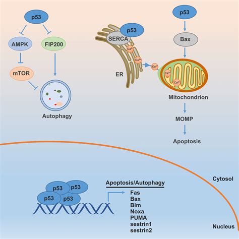 p53 promotes apoptosis and inhibits autophagy. Nuclear p53 induces... | Download Scientific Diagram