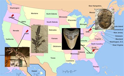 Fossil Collecting Laws In Alabama Deals | emergencydentistry.com