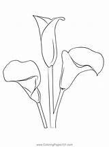 Calla Lily Coloring Page For Kids  Free Printable sketch template