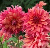 luckymom - Nature, Landscapes - Dahlias