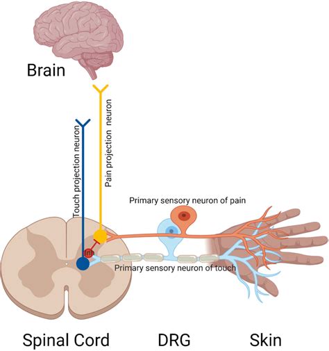 Pseudo-unipolar sensory neurons in the dorsal root ganglion project one ...