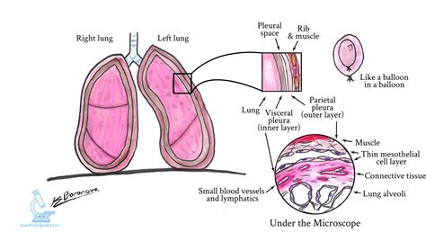 What is mesothelioma? - Care Beauty