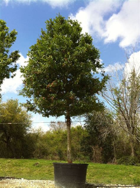 Laurel Oak | Plants, Garden center, Garden