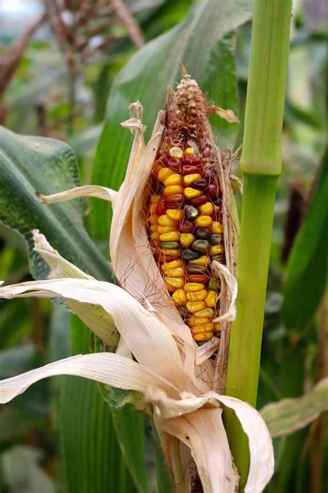 Corn Diseases - Growing and Gathering