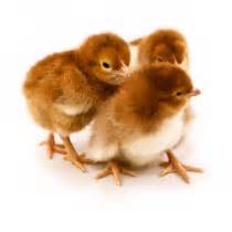 Rhode Island Red Chicks | Estes Hatchery LLC