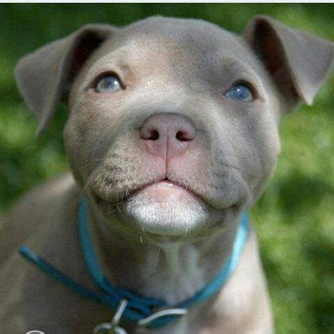 Love those blue eyes. | Pit puppies, Dogs, puppies, Beautiful dogs