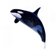 Killer Whale PNG Transparent Images | PNG All