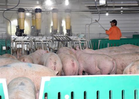 Will Precision Livestock Farming Be Adopted on Swine Farms? | Pork Business