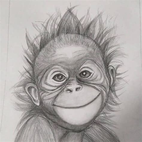 12 Fantastic Pencil Monkey Drawing References - Beautiful Dawn Designs ...