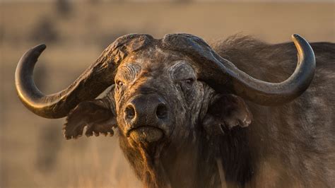 African buffalo, facts and photos