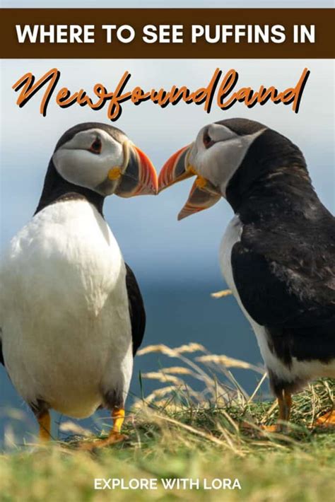 4 Best Places to See Puffins in Newfoundland – Explore With Lora