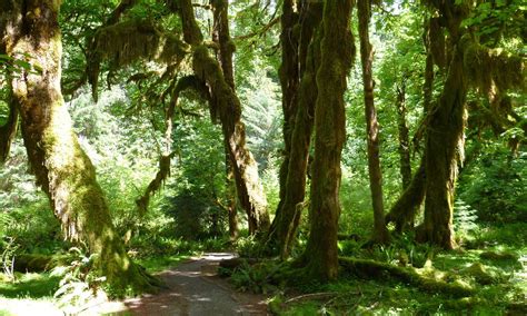 Temperate Rainforest | Defenders of Wildlife