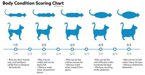 Kitten Development Kitten Age Chart