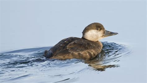 Common scoter | Cornwall Wildlife Trust