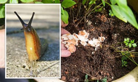 Gardening: Mrs Hinch fans share how to remove slugs using crushed egg ...