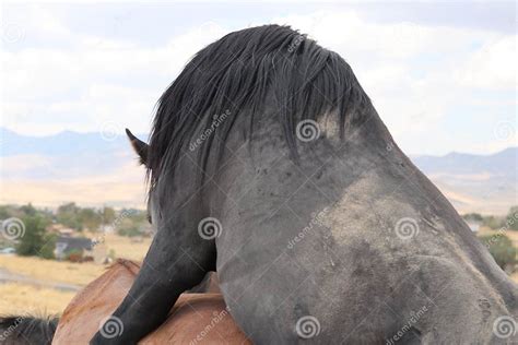 Wild American Black Stallion Mating Mare Stock Image - Image of sierra ...