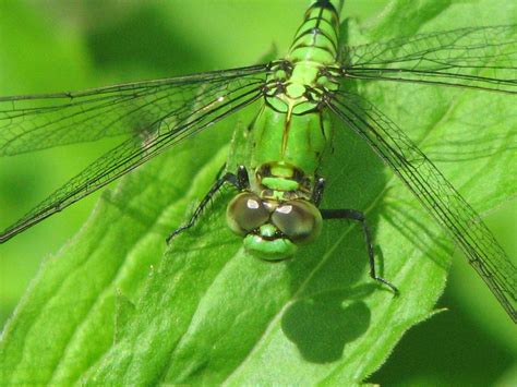 Green Dragonfly - Green Photo (36661194) - Fanpop