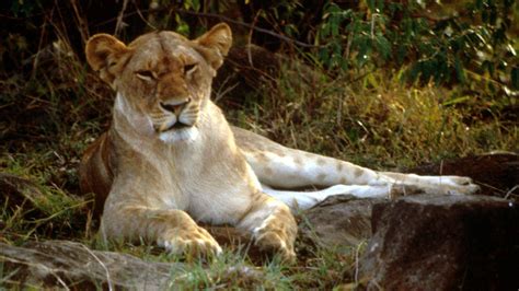 A Major Step Forward For Lion Conservation In Africa | HuffPost Impact