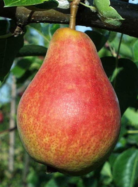 Combo European Pear Tree (4 varieties) — Raintree Nursery