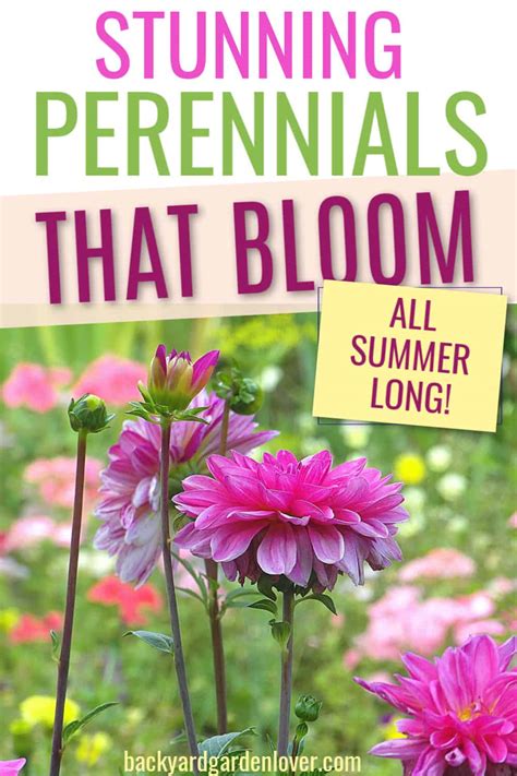 27 Stunning Perennials That Bloom All Summer