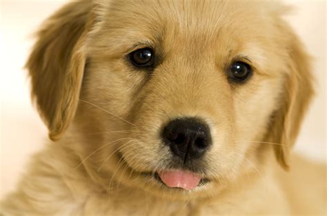 golden retriever puppies cute - Google Search | Retriever puppy, Cute ...