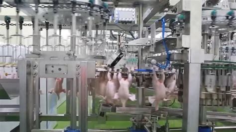 Poultry production line Inside the ultra-modern chicken processing ...