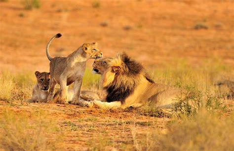 16 reasons why you should visit the Ruaha National Park | Discover Africa