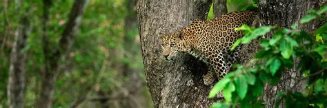 Kabini Nagarhole National Park