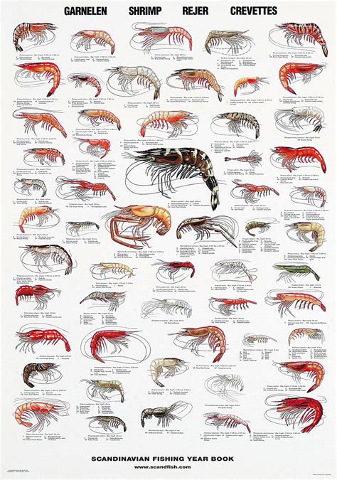 Shrimp Poster / Rejer / Garnelen | Fish chart, Fish, Marine animals