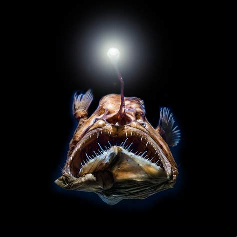 WiseOceans - Creature Feature - Deep Sea Anglerfish