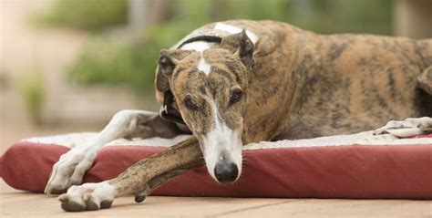 Greyhound Snout: A Sleek Feature