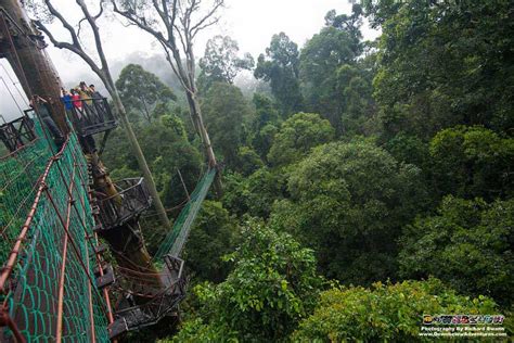 Danum Valley - Downbelow Adventures Borneo