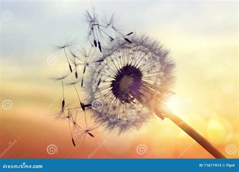 Dandelion Silhouette Against Sunset Stock Image - Image of ideas, colour: 71671913