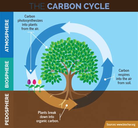 Photosynthesis – the true source of soil carbon – Trace and Save