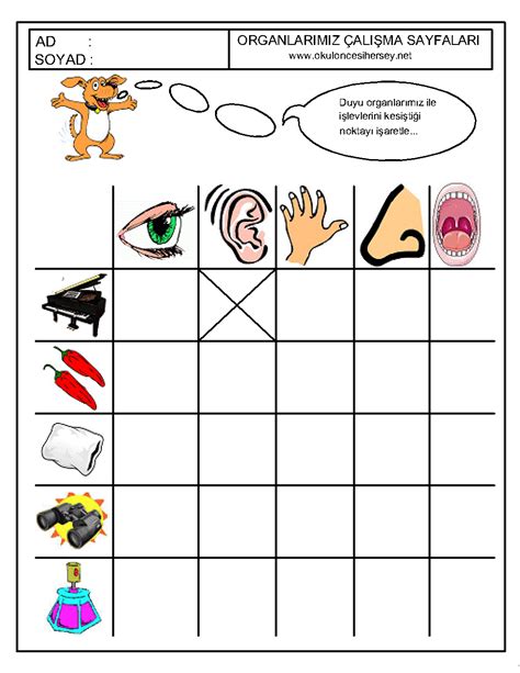 The Five Senses Worksheet For Kindergarten