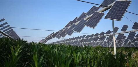 How shading crops with solar panels can improve farming, lower food costs and reduce emissions