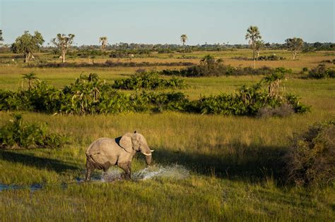 Okavango Delta | Safari Lifestyles