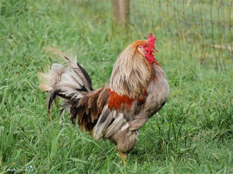 Buff Brahma Rooster Strutting @FanningSparks | The barnyard, Brahma rooster, Buff brahma