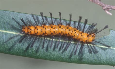 Oleander Caterpillar - Syntomeida epilais Walker