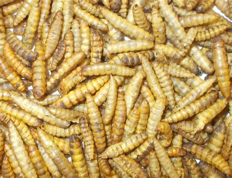 Dried Fatworms : Twootz.com