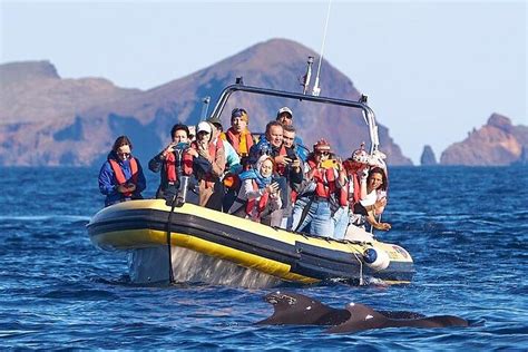 Whale & Dolphin Watching in Madeira | Portugal Travel Guide