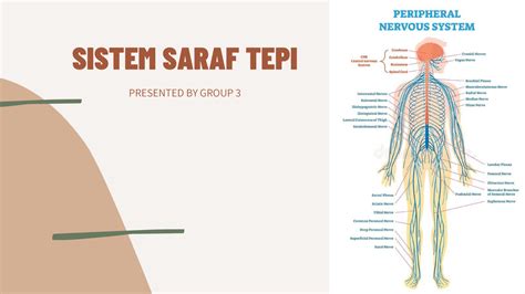 Mengenal Sistem Saraf Tepi – DEPOK POS