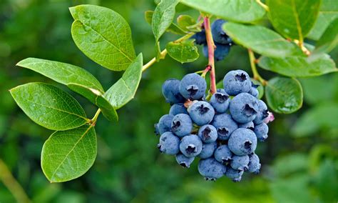 Huckleberries vs Blueberries: Is There a Difference? - Wiki Point