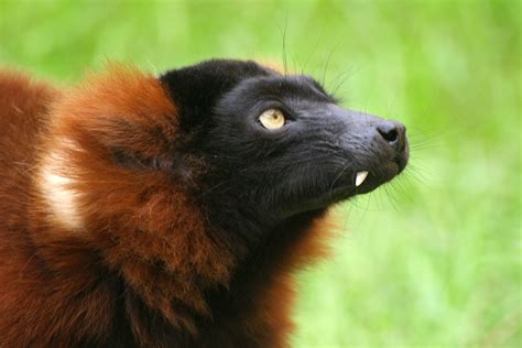 Free photo: Red Ruffed Lemur - Animal, Jungle, Lemur - Free Download - Jooinn