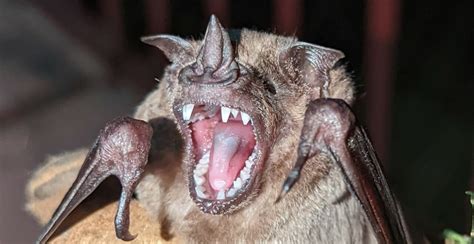 Breaking free: what bat teeth can tell us about evolution and ...